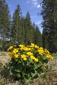 Marsh Marigold (Caltha palustris) flowering, growing in marsh at woodland edge, Dolomites, Italian Alps, Italy, June