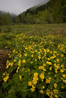 Marigold Prints: Marsh Marigold (Caltha palustris) flowering mass