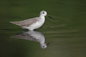 Marshlands Prints: Marsh Sandpiper (Tringa stagnatilis) adult