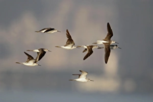 Deep Bay Prints: Marsh Sandpiper (Tringa stagnatilis) flock