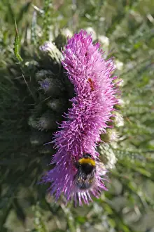 Damaging Prints: Marsh Thistle (Cirsium palustre) close-up of fasciated flower