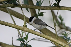 Mmarsh Prints: Marsh Tit with nesting material