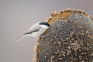 S Eed Prints: Marsh Tit (Parus palustris) adult