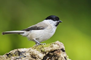 Marsh Tit (Poecile palustris) adult, perched on log, Hale, Cumbria, England, May