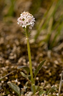 Wildlife Trust Prints: Marsh Valerian (Valeriana dioica) flowering
