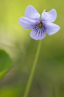 Violets Prints: Marsh Violet (Viola palustris) flowering, Italy