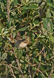 Marsh Warbler (Acrocephalus palustris) adult male, with food in beak, perched in sallow bush, Norfolk, England, june
