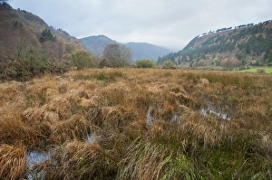 County Prints: Marshy habitat at edge of lake