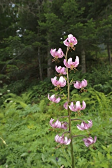Liliaceae Prints: Martagon Lily (Lilium martagon) flowering, Italy, july