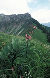 Liliaceae Prints: Martagon Lily (Lilium martagon) French Alps