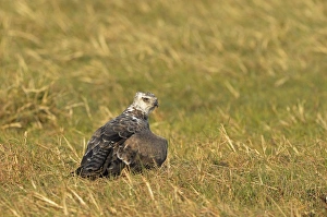 Killed Prints: Martial Eagle (Polemaetus bellicosus) juvenile