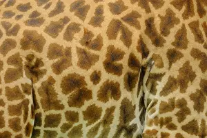 Masai Giraffe (Giraffa camelopardalis tippelskirchi) adult, close-up of skin, Ruaha N. P. Tanzania