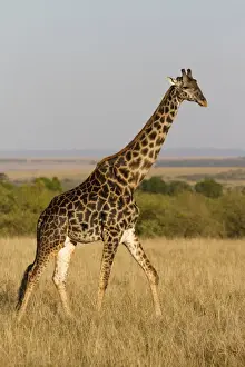 Masai Giraffe (Giraffa camelopardalis tippelskirchi) adult male, walking in savannah, Masai Mara National Reserve