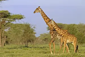 Masai Giraffe (Giraffa camelopardalis tippelskirchi) adult male and female, walking in savanna habitat, Serengeti N. P