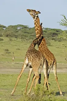 Masai Giraffe (Giraffa camelopardalis tippelskirchi) two adult males, fighting, necking or neck-sparring