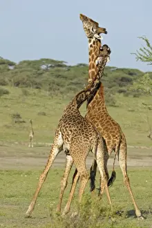 Masai Giraffe (Giraffa camelopardalis tippelskirchi) two adult males, fighting, necking or neck-sparring
