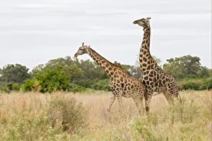 Masai Giraffe (Giraffa camelopardalis tippelskirchi) adult pair, prior to mating, Okavango Delta, Botswana