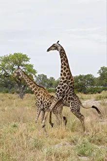 Masai Giraffe (Giraffa camelopardalis tippelskirchi) adult pair, mating, Okavango Delta, Botswana