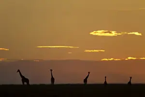 Masai Giraffe (Giraffa camelopardalis tippelskirchi) five adults, silhouetted in savannah at sunrise, Serengeti N. P