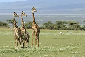 Serengeti Prints: Masai Giraffe (Giraffa camelopardalis tippelskirchi) adults and young