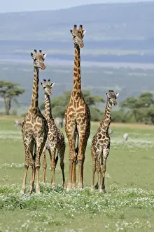Masai Giraffe (Giraffa camelopardalis tippelskirchi) adults and young, standing in savanna with zebras in background