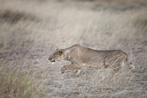 Lion Prints: Masai Lion (Panthera leo nubica) adult female