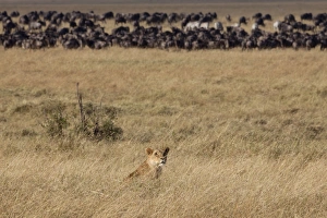 Masai Lion (Panthera leo nubica) adult female, sitting in grass, with Blue Wildebeest (Connochaetus taurinus)