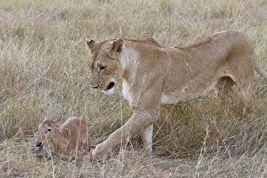 Masai Lion (Panthera leo nubica) adult female, with Topi (Damaliscus lunatus) calf prey, Masai Mara, Kenya, August