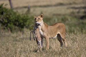 Masai Lion (Panthera leo nubica) adult female, with Thomsons Gazelle (Eudorcas thomsoni) young in mouth