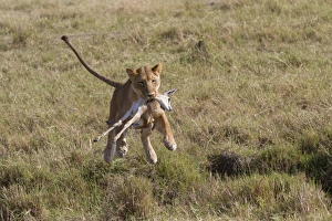 Masai Lion (Panthera leo nubica) adult female, with Thomsons Gazelle (Eudorcas thomsoni) young in mouth