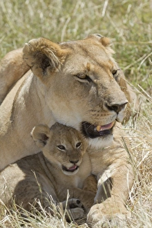Masai Lion (Panthera leo nubica) adult female with cub, resting in grass, Masai Mara, Kenya, August