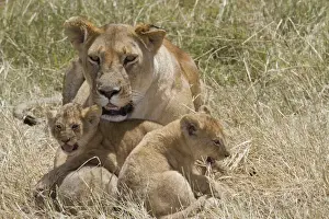 Lion Prints: Masai Lion (Panthera leo nubica) adult female with cubs
