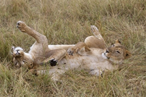 Lion Prints: Masai Lion (Panthera leo nubica) two adult females