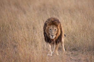 Lion Prints: Masai Lion (Panthera leo nubica) adult male