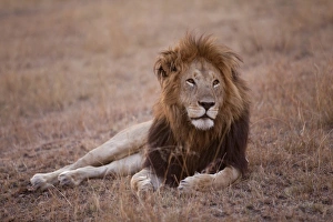 Masai Lion (Panthera leo nubica) adult male, resting in savannah at dusk, Masai Mara, Kenya, August
