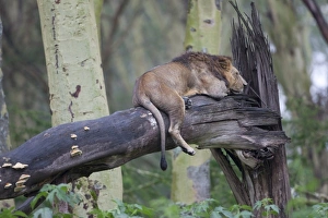 Masai Lion (Panthera leo nubica) adult male, sleeping on fallen tree trunk, Lake Nakuru N. P