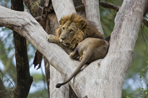 Masai Lion (Panthera leo nubica) adult male, resting in tree, Lake Nakuru N. P. Great Rift Valley, Kenya, August