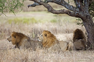 Masai Lion (Panthera leo nubica) three adult males, resting under tree, Serengeti N. P. Tanzania, December