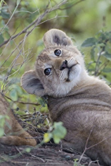 Serengeti Prints: Masai Lion (Panthera leo nubica) cub, close-up of head, Serengeti N. P. Tanzania, December