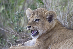 Serengeti Prints: Masai Lion (Panthera leo nubica) cub