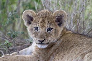 Masai Lion (Panthera leo nubica) cub, close-up of head, Serengeti N. P. Tanzania, December