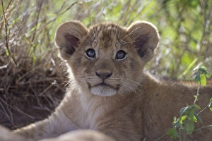 Masai Lion (Panthera leo nubica) cub, close-up of head, Serengeti N. P. Tanzania, December
