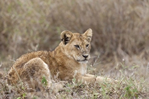 Serengeti Prints: Masai Lion (Panthera leo nubica) cub