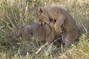 Lion Prints: Masai Lion (Panthera leo nubica) two cubs, playfighting, Masai Mara, Kenya, August