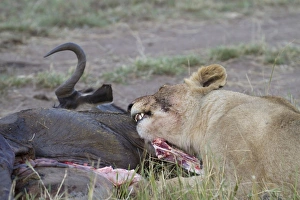 Killed Prints: Masai Lion (Panthera leo nubica) immature female