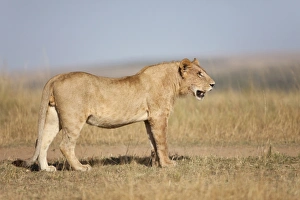 Lion Prints: Masai Lion (Panthera leo nubica) immature male