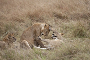Lion Prints: Masai Lion (Panthera leo nubica) immature males, playfighting, Masai Mara, Kenya, August