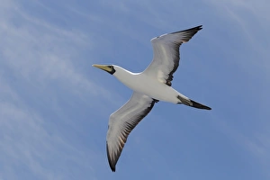 Brazilian Prints: Masked Booby (Sula dactylatra dactylatra) adult, in flight, Salvador, Bahia, Brazil, March