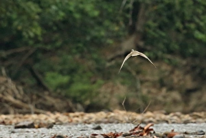 Indochina Prints: Masked Finfoot (Heliopais personatus) adult male