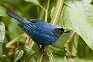 Equatorial Prints: Masked Flowerpiercer (Diglossopis cyanea) adult